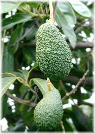 Avocado Persea Americana Hass Gunstig Online Kaufen Mein Schoner Garten Shop
