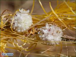 Image result for Cuscuta planiflora
