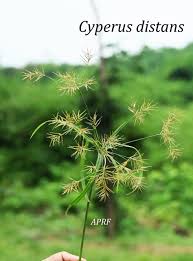 Image result for Cyperus distans