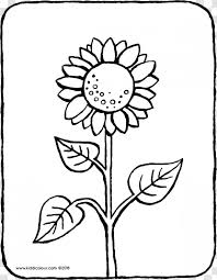 Common Sunflower Coloring Book Colouring Pages Ausmalbild Drawing Blume Transparent Png
