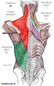 These muscles are able to move the upper limb as they originate at the vertebral column and insert onto. Superficial Back Muscles Anatomy Geeky Medics