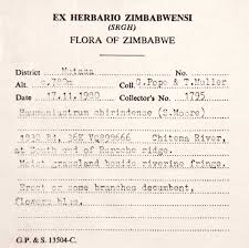 Image result for Haumaniastrum dissitifolium