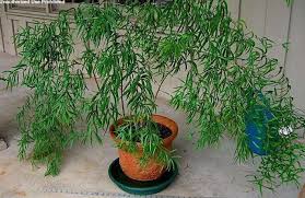 Image result for Asparagus falcatus