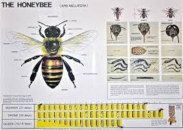 Honey Bee Life Cycle Chart Apiculture Pinterest Honey