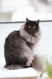 Learn more about this breed. Log In Black Smoke Cat Norwegian Forest Cat Cat Breeds