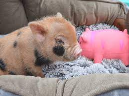 Luckily for you, guinea pigs have become increasingly popular over the last decade. Micro Miniature Pigs For Sale Uk The Pig Father
