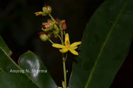 Image result for Gomphia