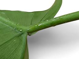 Image result for Nectaropetalum