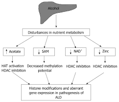 histone modifications and alcohol induced liver disease are