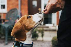 How To Give Your Dog Or Cat A Pill Vet Approved Tricks To Make It Easier Daily Paws