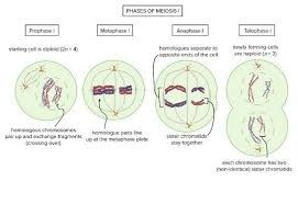 They carry the same sequence of genes (but not necessarily the same alleles) for the same traits. If One Of The Homologous Chromosome Pairs Does Not Separate During Meiosis 1 How Many Chromosomes Are Found In A Daughter Cell Of A Human Quora