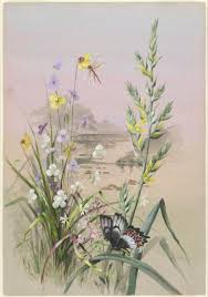 Image result for Xyridaceae