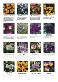 Purple and white flowers with yellow center. Spring Fling Ideas Book By Kernock Park Plants Issuu