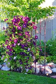 Gardening Autumn Clematis Jackmanii Les Grandes Fleurs Du Jackmanii Mesurent Jusqua Six Pouces Et Couvrent La Vigne De Lete Plants Beautiful Gardens