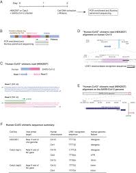 Viral evos not not open bo wk wik viral 2021. Reverse Transcribed Sars Cov 2 Rna Can Integrate Into The Genome Of Cultured Human Cells And Can Be Expressed In Patient Derived Tissues Pnas