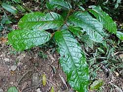 Image result for Uvaria laurentii