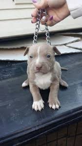 Primeyard baldur of leash candy bullies. Pitbull Puppies For Sale In Paterson New Jersey Classified Americanlisted Com