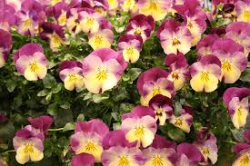 Zwiebelblüher wie der krokus schießen als erstes aus dem boden und zeigen uns, dass der frühling immer näher rückt. Hornveilchen Im Fruhling