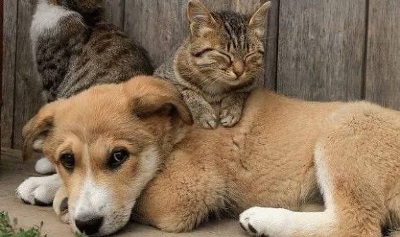 Campanha mensal de castração gratuita do GDF beneficiará 2.544 Pets - Secretaria de Estado do Meio Ambiente do Distrito Federal - Secretaria de Estado do Meio Ambiente do Distrito Federal
