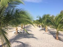 Lounge Chairs Under The Palm Trees Fotografia De Hotel Riu Playa Blanca Rio Hato Tripadvisor