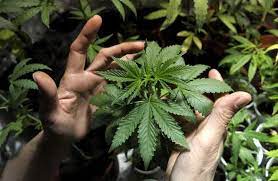 Check spelling or type a new query. Bountiful Cannabis Grow Time Lapse High Times