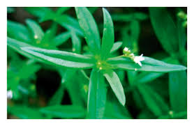 Image result for Oldenlandia