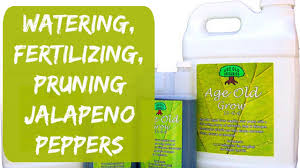 It's best to avoid getting water on the fruit; Watering Fertilizing Pruning Container Jalapeno Peppers Update Organic Gardening In Arizona Youtube