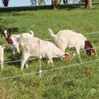 Thunderbird 50 meter solar electric fence sheep cattle and goat net kit is great for quick and easy strip grazing set ups or just to make an exclusion zone for your stock. Electric Fence And Netting For Goats Premier1supplies
