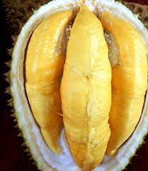 Durian musang king merupakan varietas durian baru yang pertama kali terkenal di malaysia. Durian Musang King Ciri Ciri Cara Menanam Dan Harganya