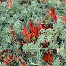 Image result for Lotus berthelotii