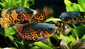 Di tambah lagi harga ikan oscar yang lumayan mahal menjadi penyemangat sendiri. Inilah Jenis Dan Harga Ikan Oscar Terbaru Maret 2021