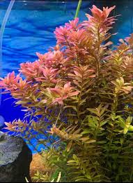 Image result for Rotala