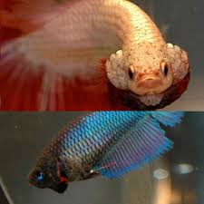 Male and female betta features. How To Determine The Gender Of A Betta Fish