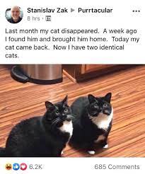 Last Month My Cat Disappeared Cats Funny Memes Me Too Meme
