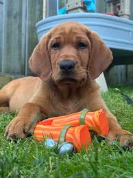 Red labrador loves playing in pond