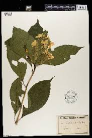 Image result for Lepidagathis eriocephala