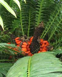 Image result for Encephalartos munchii