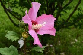 「ムクゲ 。画像。」の画像検索結果