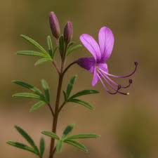 Image result for Cleome kalachariensis