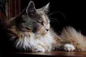 Check spelling or type a new query. The Maine Coon Cat Cat Breeds Encyclopedia