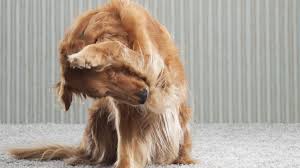 What do dog fleas look the best way to get rid of fleas is to start inside the home (not just your carpet). How To Get Rid Of Fleas In Your Home