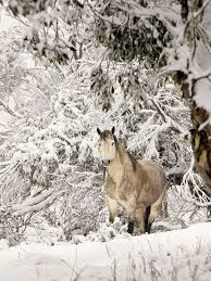 An Australian Brumby Stallion In The Snow At Kosciuszko National Park Photo Credit And Copyrighted To Australia National Park Photos Wild Horses National Parks