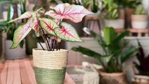 Image result for Caladium