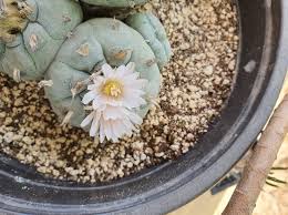 Image result for Loxodera caespitosa