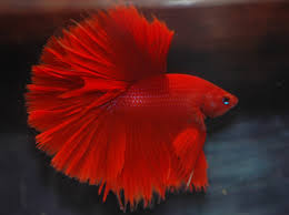 Red halfmoon plakat betta, painted in acrylics, on top of a water colour background. Brown Algae In Betta Tanks Complete Guide Betta Care Fish Guide