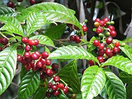 Image result for Coffea schliebenii
