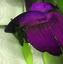 Purple Betta Betta Fish Types Betta Fish Beta Fish