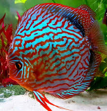 Bettafish Aquarium Fish Fishtank Tropicalfish Freshwater Bonsai Aquariumfreshwater Aquariumfish Peces De Acuario Peces De Agua Dulce Acuario Tropical