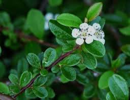 Artname (botanisch) cotoneaster dammeri schneid. Teppich Zwergmispel