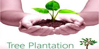 Importance of tree plantation essay 4 (500 words). Advantages Of Tree Plantation Assignment Point